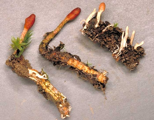 Đông trùng hạ thảo và quá trình từ ấu trùng thành nấm